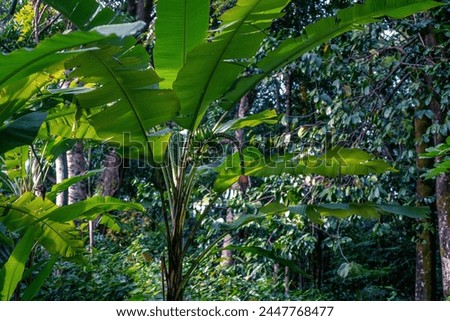 A wide shot of wild banana plant thriving among trees and tropical shrubs in the bright morning light. The plant bears small fruits, blending naturally with the lush surroundings.