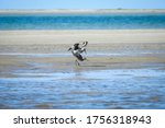 a wide shot of a willet couple mating on the beach. It is photographed at the beach of Monomoy National Wildlife Refuge, Cape Cod, MA.