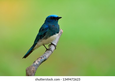 Wide Shot Zappeys Flycatcher Cyanoptila Cumatilis Stock Photo ...