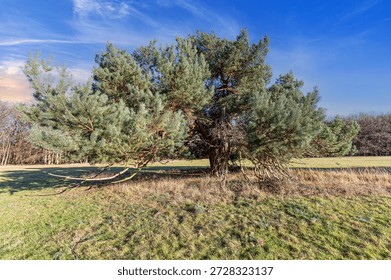 Wide spreading pine tree standing alone on grassland under blue sky showing natural growth and rural landscape
