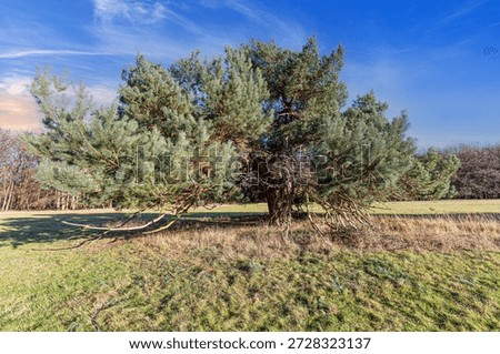 Wide spreading pine tree standing alone on grassland under blue sky showing natural growth and rural landscape