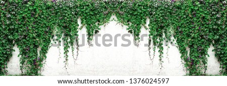 Wide texture of old white concrete wall with Virginia creeper vines. Green foliage on whitewashed cement surface panoramic banner background.