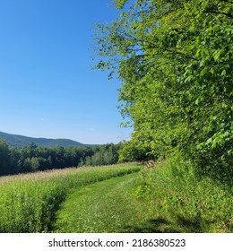 Wide Trail Through A Meadow In The  Berkshires, Massachusetts