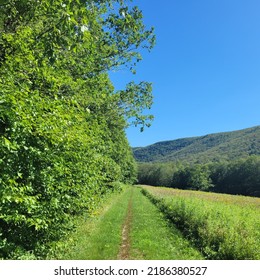 Wide Trail Through A Meadow In The  Berkshires, Massachusetts