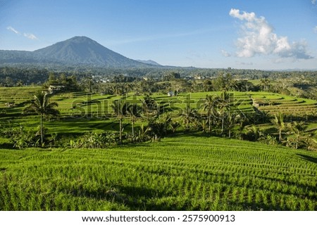 A wide valley covered with rice terraces and rice paddies and a distant volcano under a blue sky in Bali.