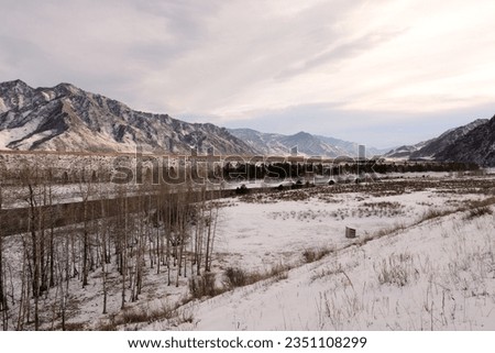A wide valley in the mountains covered with snow and tall birch trees on its shore on a clear winter day. Katun river, Altai, Siberia, Russia.