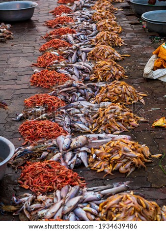 Wide variety of fresh fish stacked together at one of the oldest fish market in Mumbai called Bhaucha Dhakka