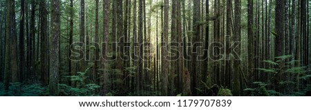 A wide and view of a dense forest in British Columbia