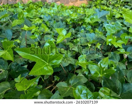 Wide view of green ivy foliage forming a dense natural ground cover with stone wall in the background. Perfect for nature and gardening themes.