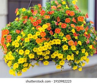 Wide View Of A Hanging Basket Of Million Bells Flowers