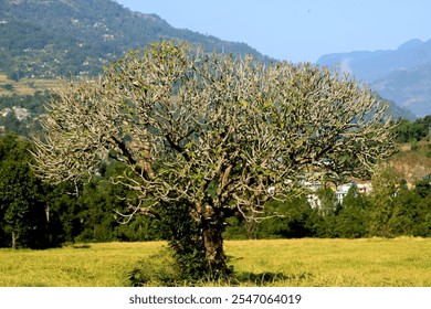 Wide view of a leafless tree in open field. - Powered by Shutterstock