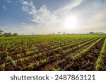 Wide view of newly planted corn field under a blue sky with clouds.