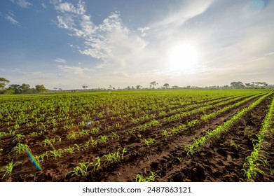 Wide view of newly planted corn field under a blue sky with clouds. - Powered by Shutterstock