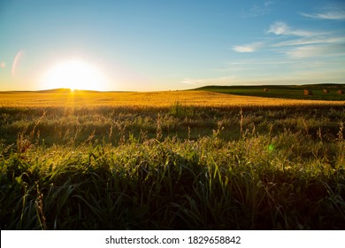Wide view sunrise over wheat field