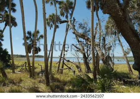 Wide View through multiple trees both foreground and sides to Wide in middle looking at Myakka Lake in Myakka River State Park in Sarasota Florida, Green grass and blue water with a blue and white sky