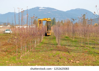 Wide View Of A Tree Farm Where A Machine Is Used To Automatically Remove And Pot Small Trees For Commercial Sales. 