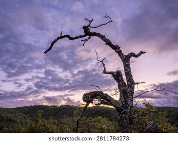 Wide view of a twisted dead tree silhouette over rural woodland hills with dramatic purple clouds and soft sunset light