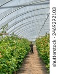 A wide view of a worker tending rows of raspberry plants inside a spacious greenhouse tunnel in Portugal
