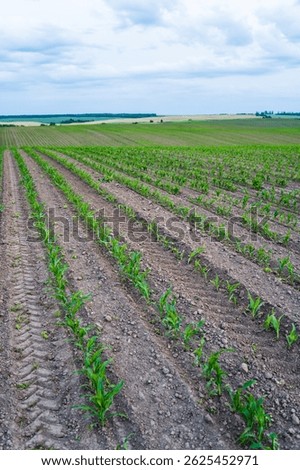 Wide view of young corn rows in spring on undulating rural farmland