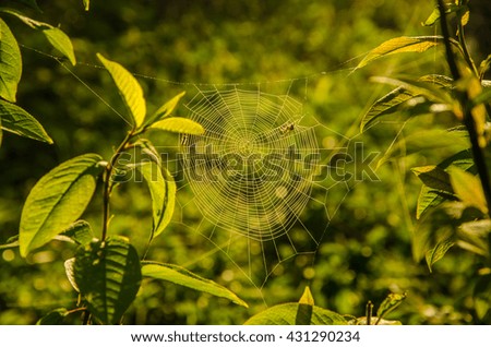 Similar – Foto Bild Gräser im Abendlicht Gras