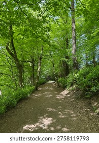 Wide and well-maintained forest path surrounded by vibrant green foliage, offering a calm and scenic walking route through woodland on the way to Orrest Head viewpoint.
