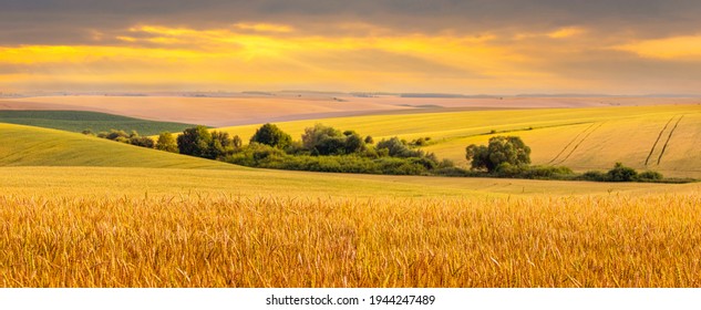 Wide wheat field and trees in the distance during sunset in golden tones