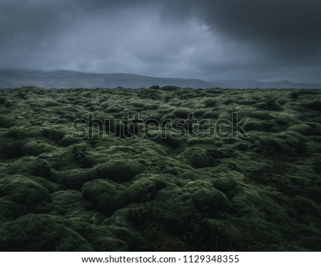 wide wild moss field in Iceland with a dramatic cloudy sky and mountains in the misty background with a moody atmosphere during a rainy day dwith a grey background and green foreground