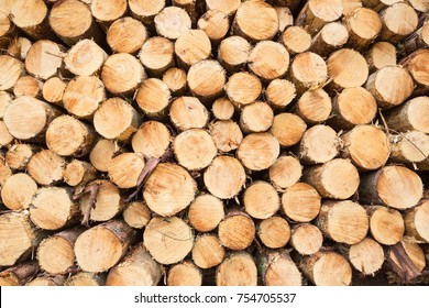 Wide-angle Abstract View On Stacked Or Piled Tree Trunks.