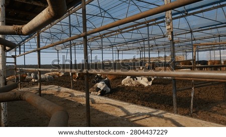 A wide-angle horizontal shot from a low perspective inside a commercial livestock facility. Several breeds of cattle, including black and white Holstein and brown cows, are lying down and resting on a thick mud floor within metal pipe pens. The industrial structure features a prominent grid of steel pipes in the foreground and a blue translucent arched canopy overhead, illustrating modern animal husbandry and beef or dairy industry infrastructure                            