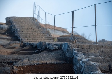 A wide-angle landscape view capturing a red-legged partridge (Alectoris rufa) perched on traditional stone stairs. The scene unfolds on a steep mountain hiking path equipped with a protective metal cable railing, leading upward into a hazy, misty sky. The volcanic soil and rocky terrain emphasize the rugged beauty of high-altitude peak trails, creating a compelling composition that perfectly blends local wildlife with outdoor adventure, travel, and exploration themes.