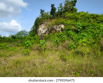 ​A wide-angle, low-angle shot captures a rugged limestone cliff emerging from a lush, overgrown green hillside under a partly cloudy blue sky. The central focus is a weathered, white and gray rocky outcrop, partially covered by creeping vines and dense vegetation, showcasing a rough, textured surface with visible brown earthy patches. The foreground features a sunny meadow filled with wild grasses, weeds, and scattered young tropical shrubs with broad green leaves. Bright, natural daylight illuminates the scene, casting soft shadows and highlighting the vibrant green hues of the dense foliage and trees lining the top of the ridge. In the background, a lone bird is visible in mid-flight against a soft blue sky with scattered white cumulus clouds, while a faint radio tower stands in the distant left horizon. The composition offers a balanced mix of natural wilderness, geological textures, and open sky, ideal for concepts related to ecology, tropical landscapes, and environmental conservation.