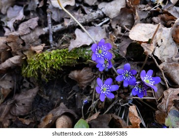 Wide-angle photo of a view of a forest understory and the genus Violets Hepatica in the family Ranunculaceae. Violets. A wonderful spring image for the desktop. Sunny spring day in forest.