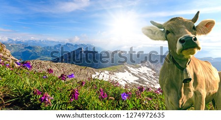 Wide-angle shot of a brown cow on the Säntis in Switzerland with the surrounding mountain range with beautiful meadow flowers and a fantastic view, taken during a mountain hike
