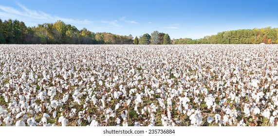 Wideangle shot of cotton field