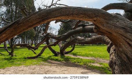 Wide-angle shot of a massive, ancient tree with sprawling, twisted branches reaching toward the ground in a sunlit green park with a dirt path in the foreground