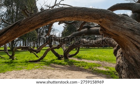 Wide-angle shot of a massive, ancient tree with sprawling, twisted branches reaching toward the ground in a sunlit green park with a dirt path in the foreground