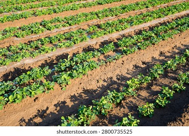 Wide-angle shot of orderly parallel ridges planted with lush green young peanut seedlings under natural sunlight. Dark cultivated soil separates each crop row, showing tidy modern farm planting layout. This agricultural photo fits crop promotion, farming documentary, peanut cultivation introduction, rural farmland background and agricultural industry design materials.