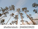 Wide-angle upward view of Pine Trees in Everglades National Park, Florida in late afternoon light.