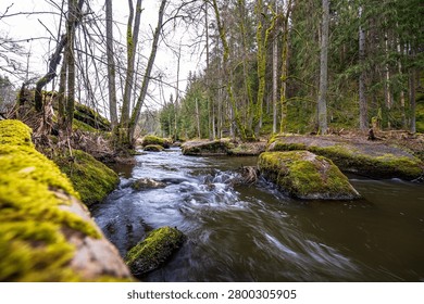 Wide-angle view of a forest river flowing through Waldnaabtal in Bavaria, Germany. The dark water winds between large moss-covered rocks and boulders, creating small rapids and ripples. Leafless trees and evergreen conifers line the banks, with green moss covering the ground and trunks, suggesting early spring in a temperate woodland landscape under an overcast sky.