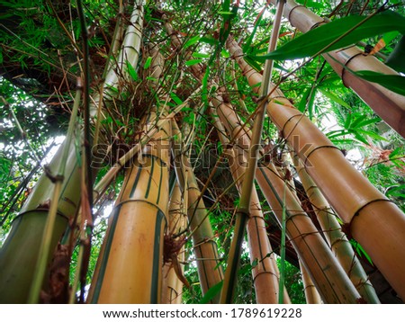 Wide-angle view of pointed bamboo trunks (lat: Bambusoideae) with green foliage in front of bright sky.