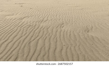 Wideangle View of Sandy Plain Featuring Ripples Footprints and Distant Vegetation