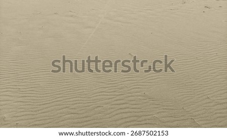 Wideangle View of Sandy Plain Featuring Ripples Footprints and Distant Vegetation
