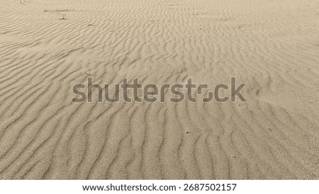 Wideangle View of Sandy Plain Featuring Ripples Footprints and Distant Vegetation
