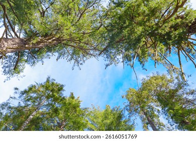Wide-angle view of towering Sequoia trees with a clear blue sky above, showcasing the grandeur of Sequoia National Park in California during daylight.