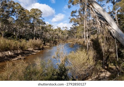 A wide-angle view of a tranquil river flowing through a dense Australian eucalyptus forest.. A wide-angle view of a tranquil river flowing through a dense Australian eucalyptus forest. The composition features a large, textured tree trunk in the foreground, framing the winding waterway and the surrounding native shrubbery. Bright, clear daylight illuminates the scene, creating a peaceful and natural atmosphere suitable for environmental or travel-themed editorial projects. Deep depth of field, s