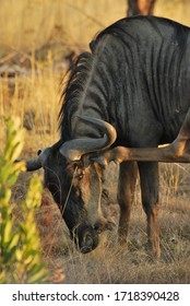 Widebeest Scratching Its Head With Back Leg Hoove.