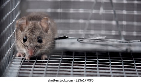 Wide-eyed cute mouse captive in wire metal cage mouse trap