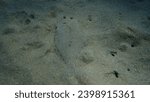 Wide-eyed flounder (Bothus podas) undersea, Aegean Sea, Greece, Halkidiki