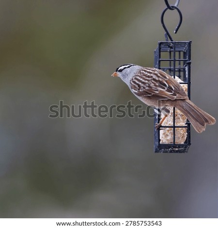 A widely recognized and widely studied sparrow, this White-crowned version treats itself to suet in late May on Manitoulin Island.