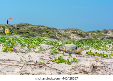 A wider view of a Kemp's Ridley Sea Turtle, which is critically endangered walking through the green vegetation where she has laid a clutch of eggs during the summer.